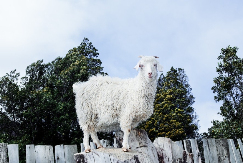 "Tribe and Place" "Tribe and Place"