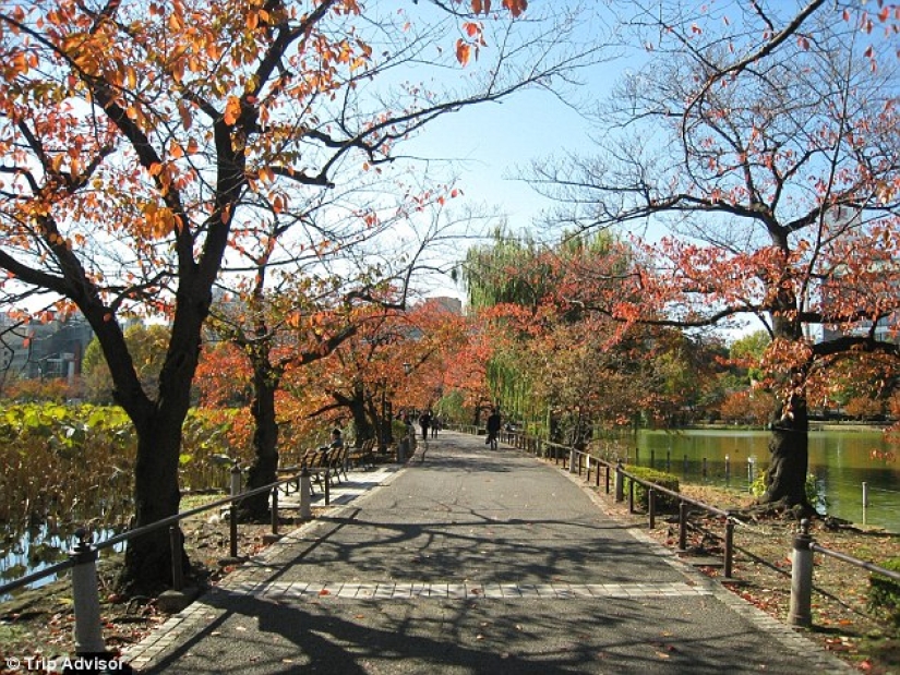 TripAdvisor teaches you how to visit the best restaurants and hotels in Tokyo and not go broke