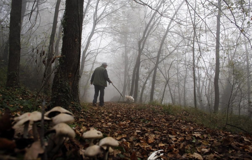Truffle hunting in Italy