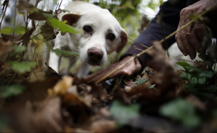 Truffle hunting in Italy