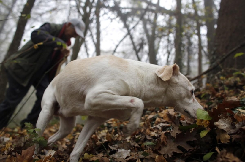 Truffle hunting in Italy