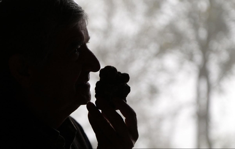 Truffle hunting in Italy