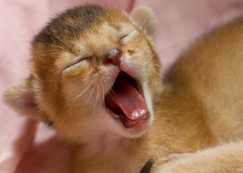 Try to watch this post and never yawn