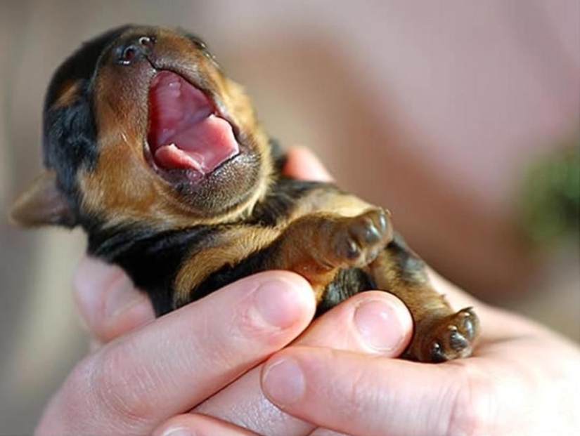 Try to watch this post and never yawn Try to watch this post and never yawn