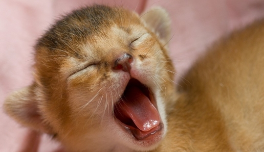 Try to watch this post and never yawn