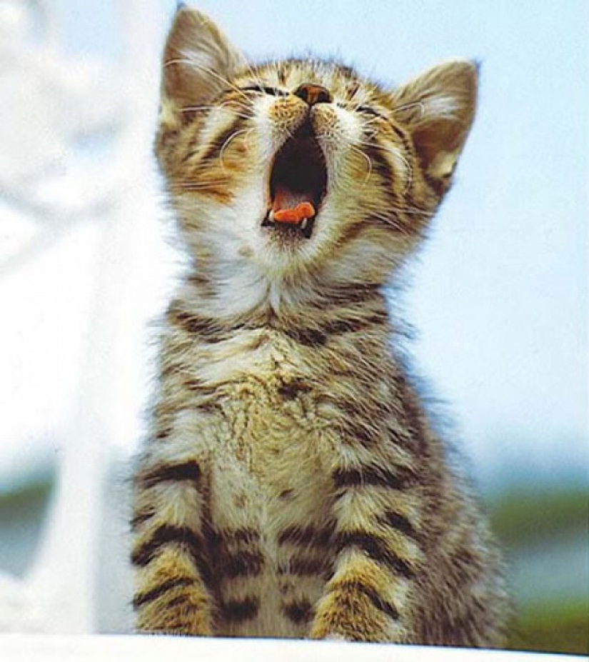 Try to watch this post and never yawn Try to watch this post and never yawn