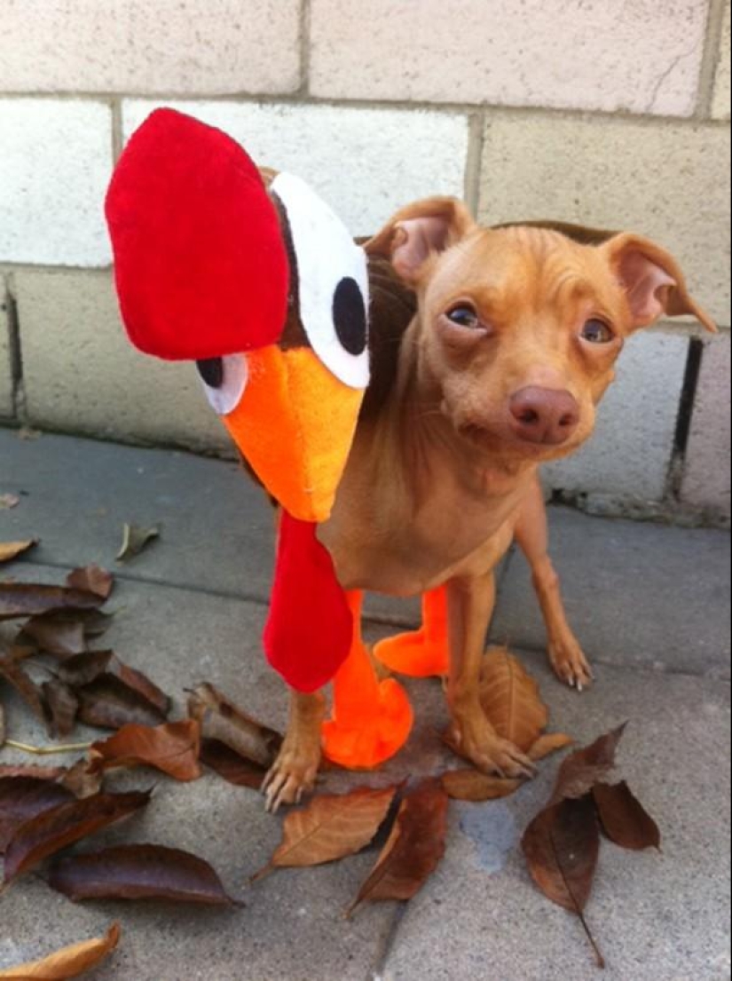 Tuna es un perro que te derretirá el corazón