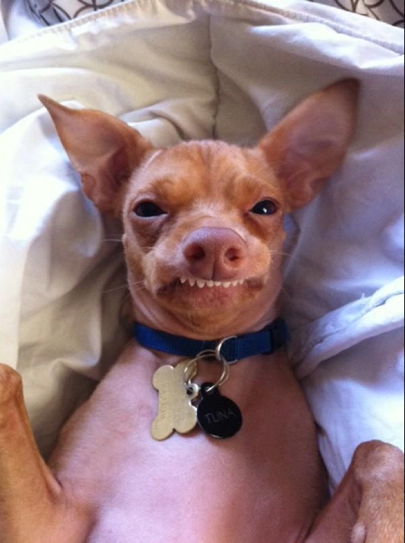 Tuna es un perro que te derretirá el corazón