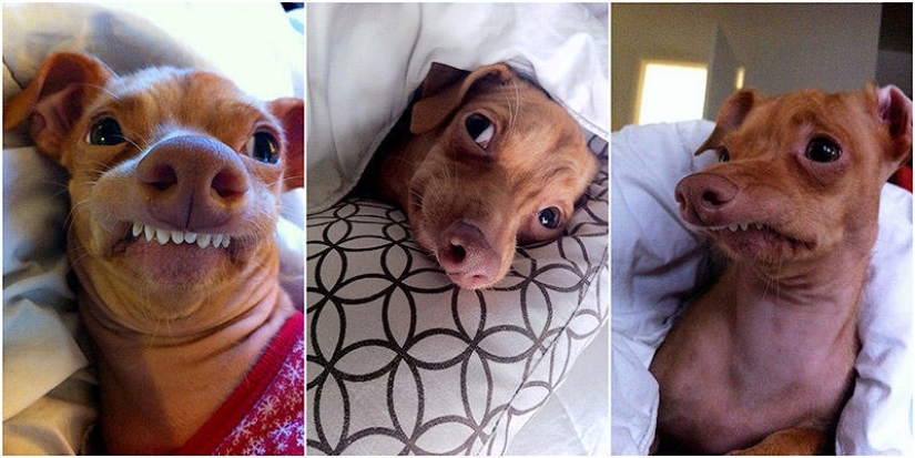 Tuna is a dog that will melt your heart