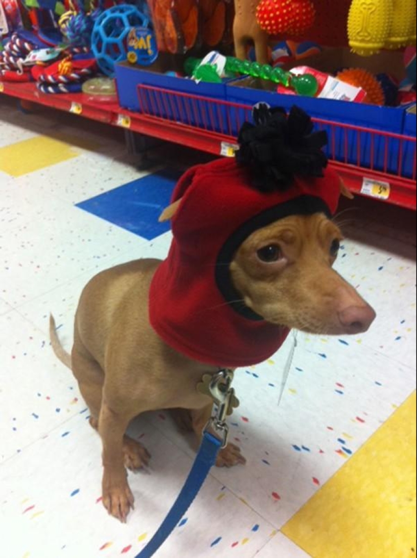 Tuna is a dog that will melt your heart