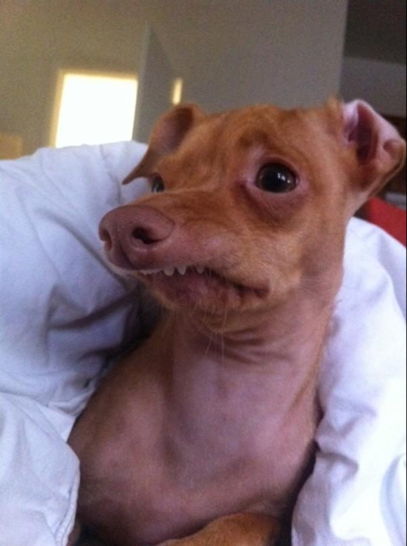 Tuna is a dog that will melt your heart