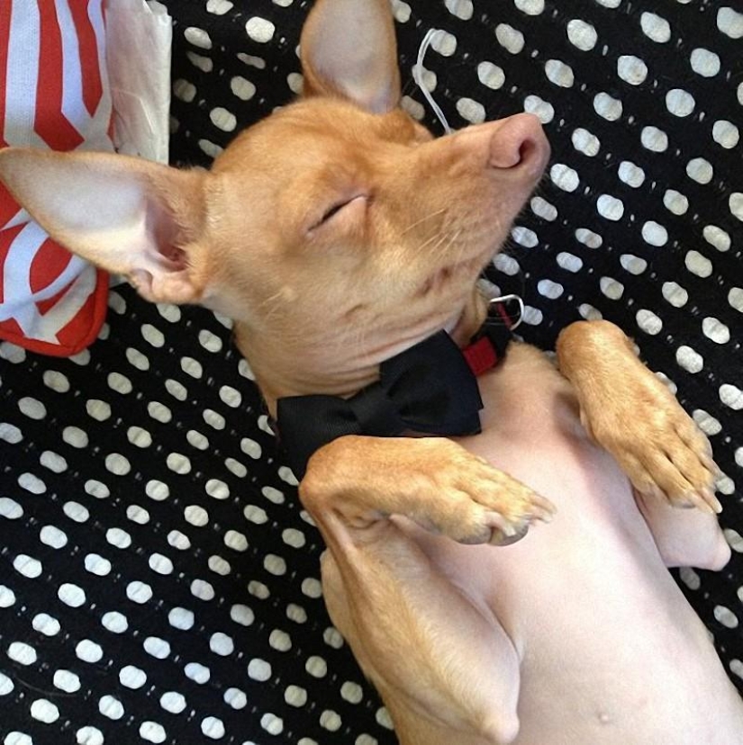 Tuna is a dog that will melt your heart