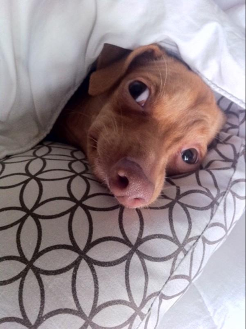 Tuna is a dog that will melt your heart