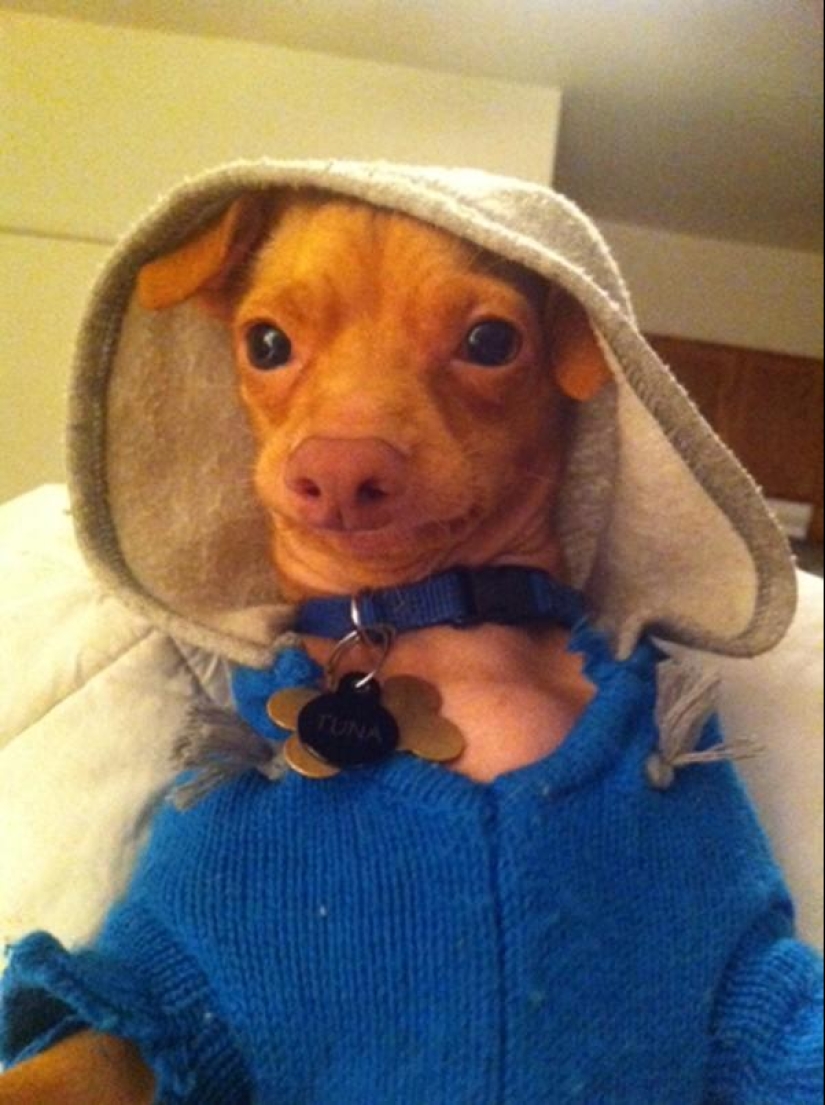 Tuna is a dog that will melt your heart