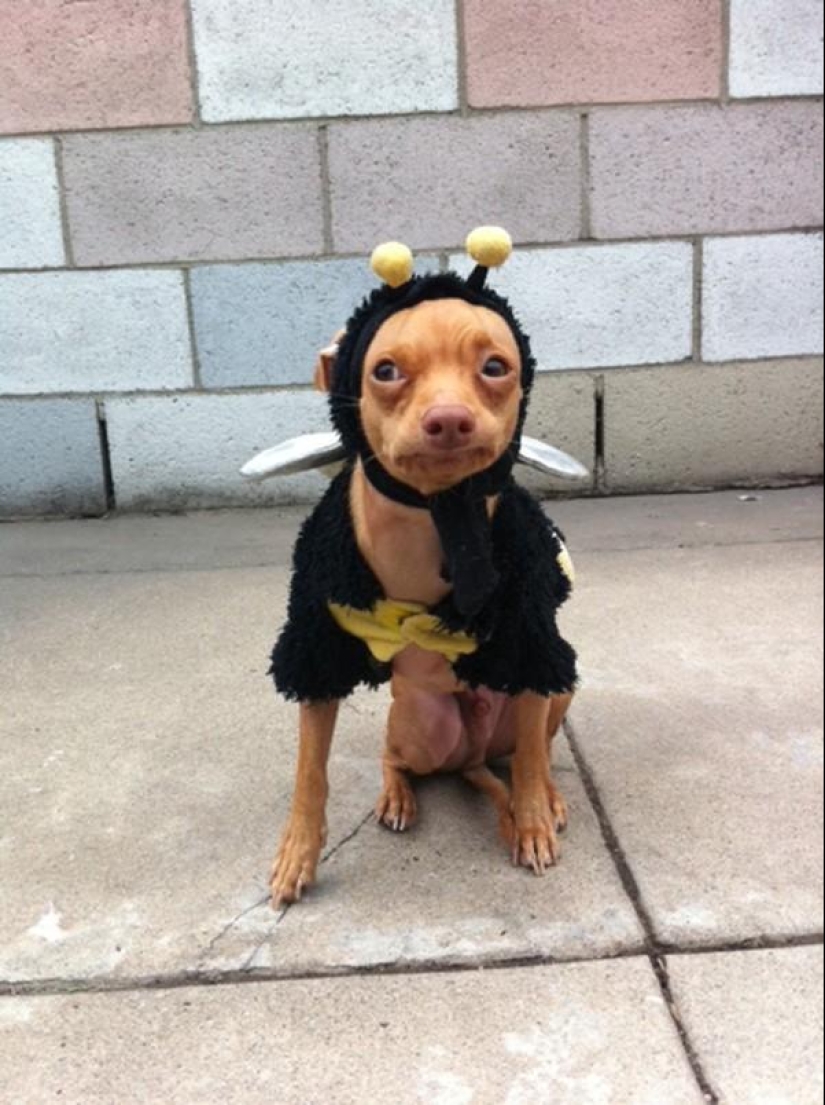 Tuna is a dog that will melt your heart