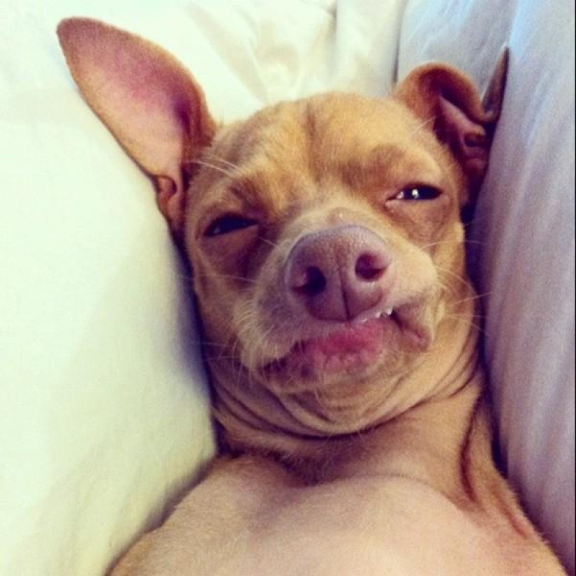 Tuna is a dog that will melt your heart