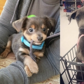 Tuvieron un hogar por primera vez: perros del refugio el primer día con nuevos dueños