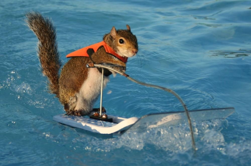 Twiggy is a squirrel who loves water skiing.