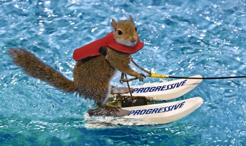 Twiggy is a squirrel who loves water skiing.
