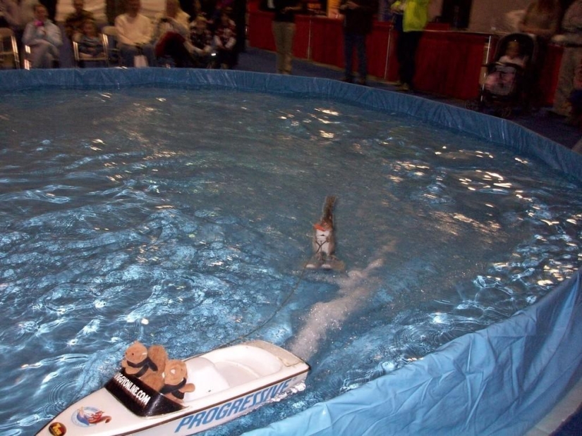 Twiggy is a squirrel who loves water skiing.