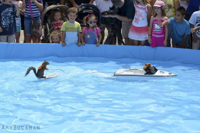 Twiggy is a squirrel who loves water skiing.