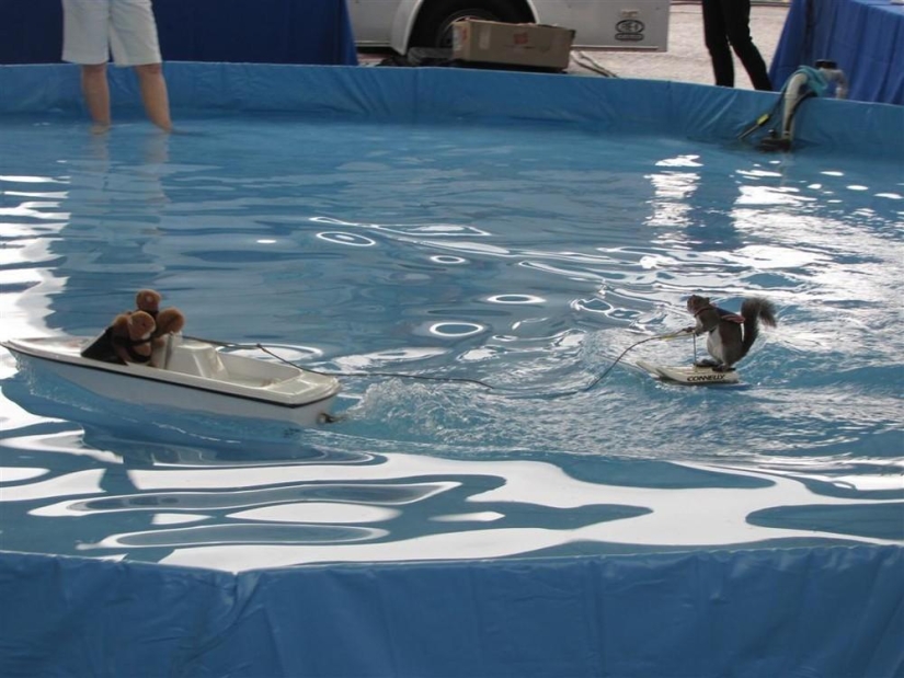 Twiggy is a squirrel who loves water skiing.