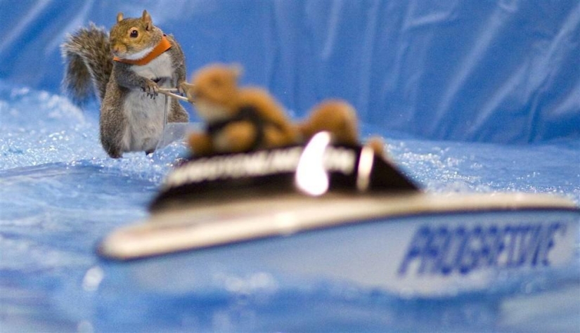 Twiggy is a squirrel who loves water skiing.