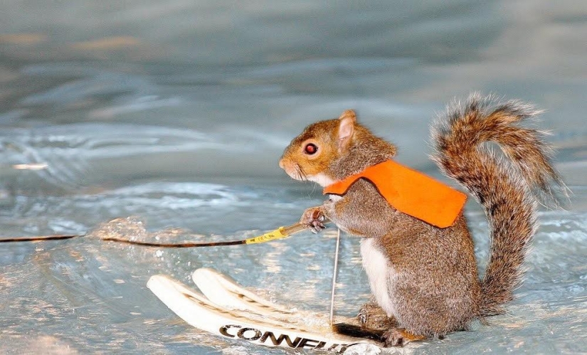 Twiggy is a squirrel who loves water skiing.