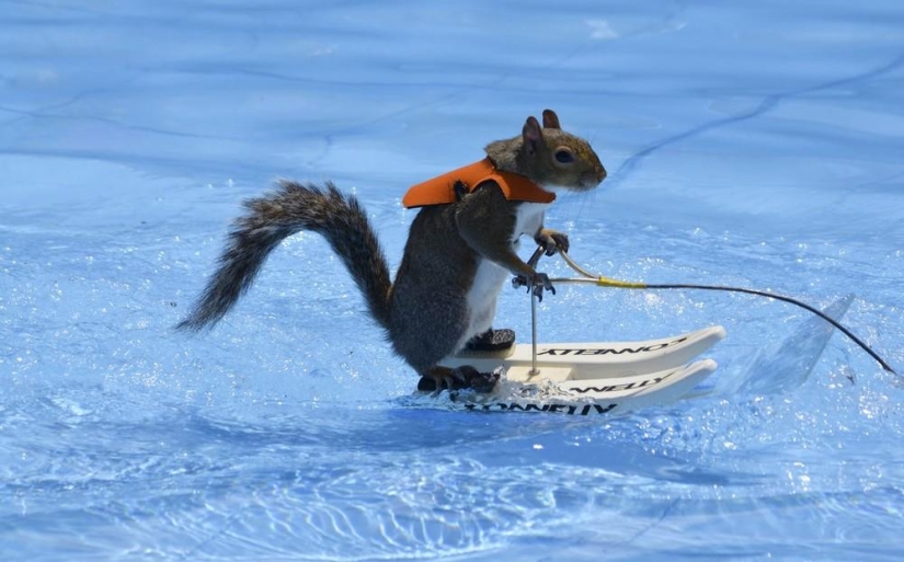 Twiggy is a squirrel who loves water skiing.