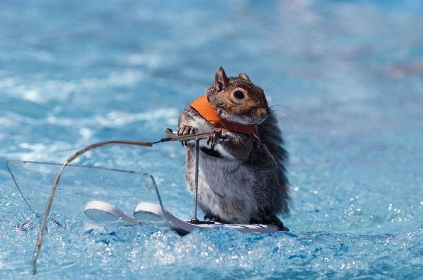Twiggy is a squirrel who loves water skiing.