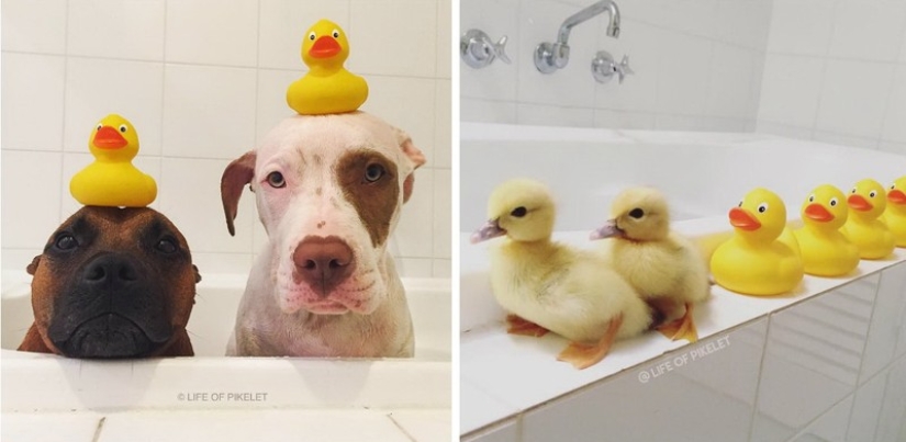 Two dogs take care of ducklings like family members