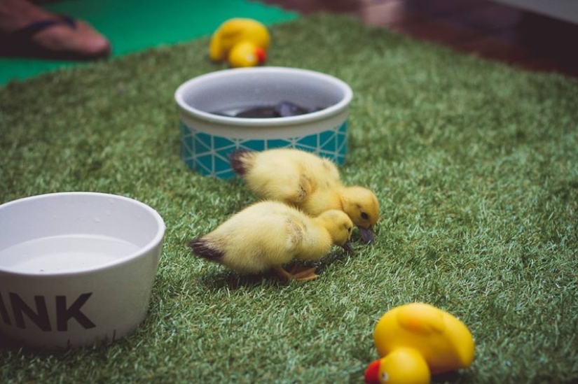 Two dogs take care of ducklings like family members