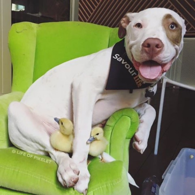 Two dogs take care of ducklings like family members