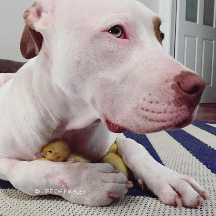Two dogs take care of ducklings like family members
