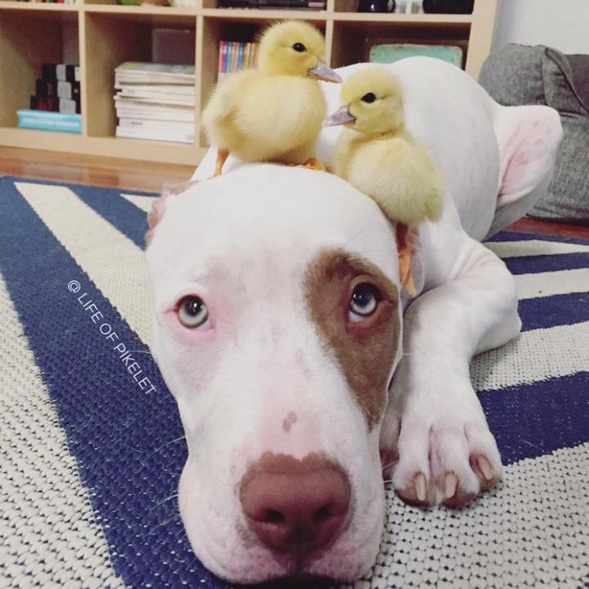 Two dogs take care of ducklings like family members
