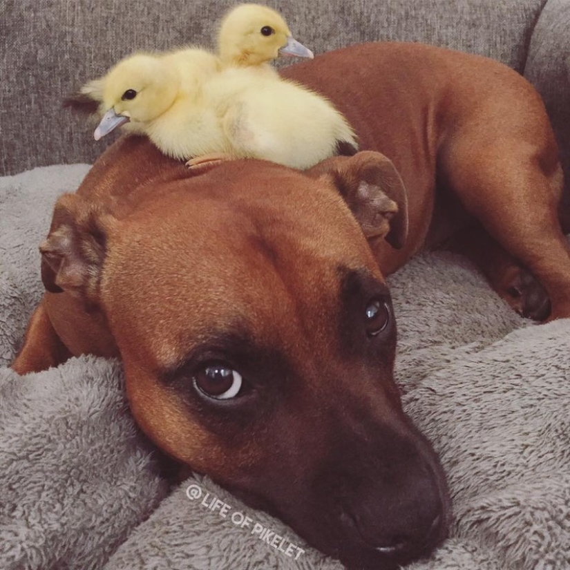 Two dogs take care of ducklings like family members