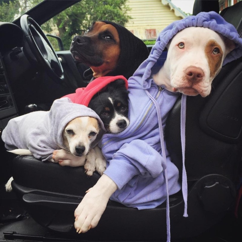 Two dogs take care of ducklings like family members