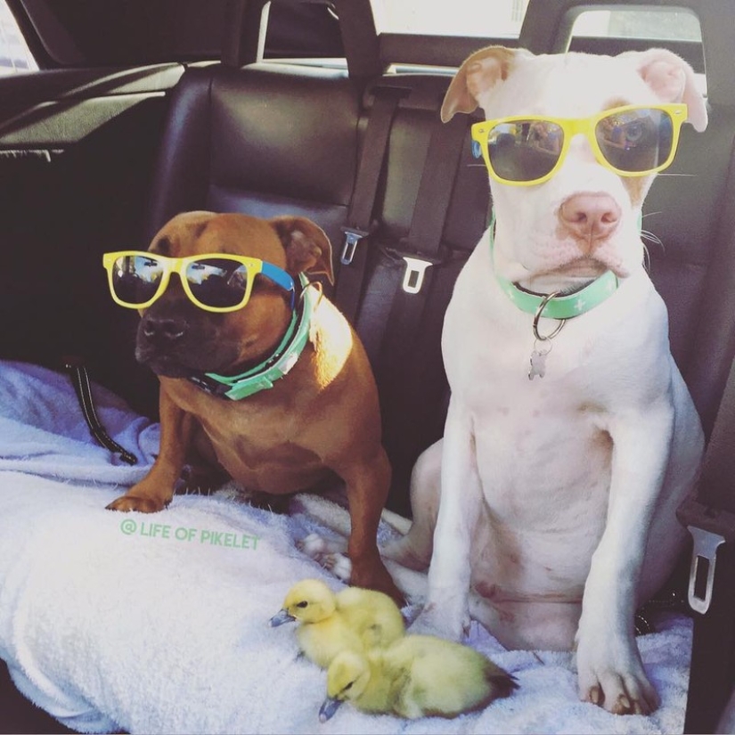 Two dogs take care of ducklings like family members