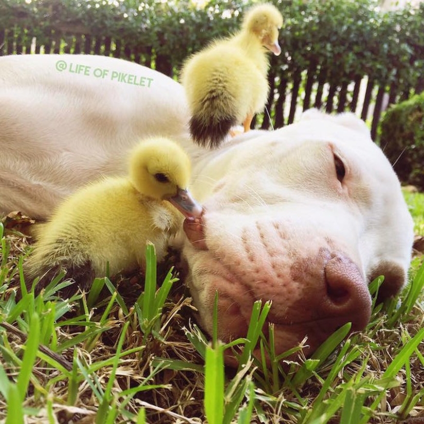 Two dogs take care of ducklings like family members
