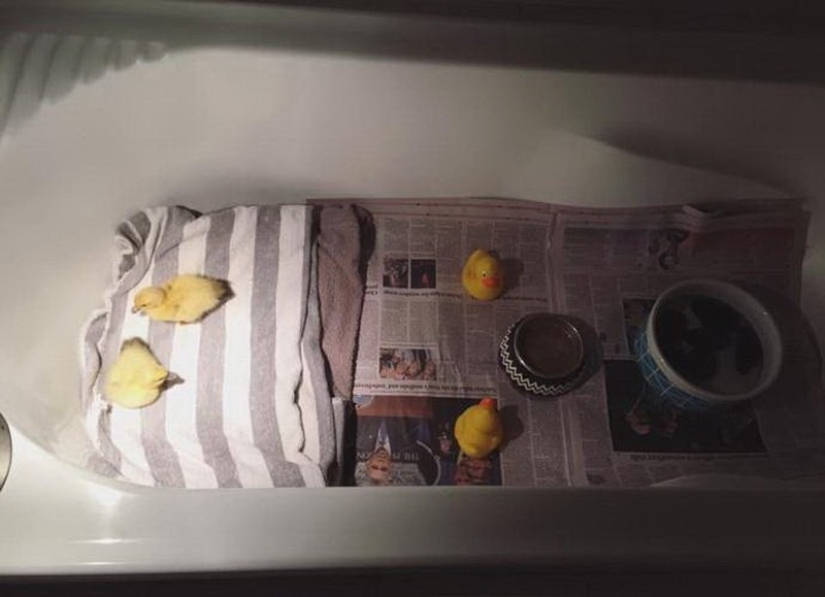 Two dogs take care of ducklings like family members