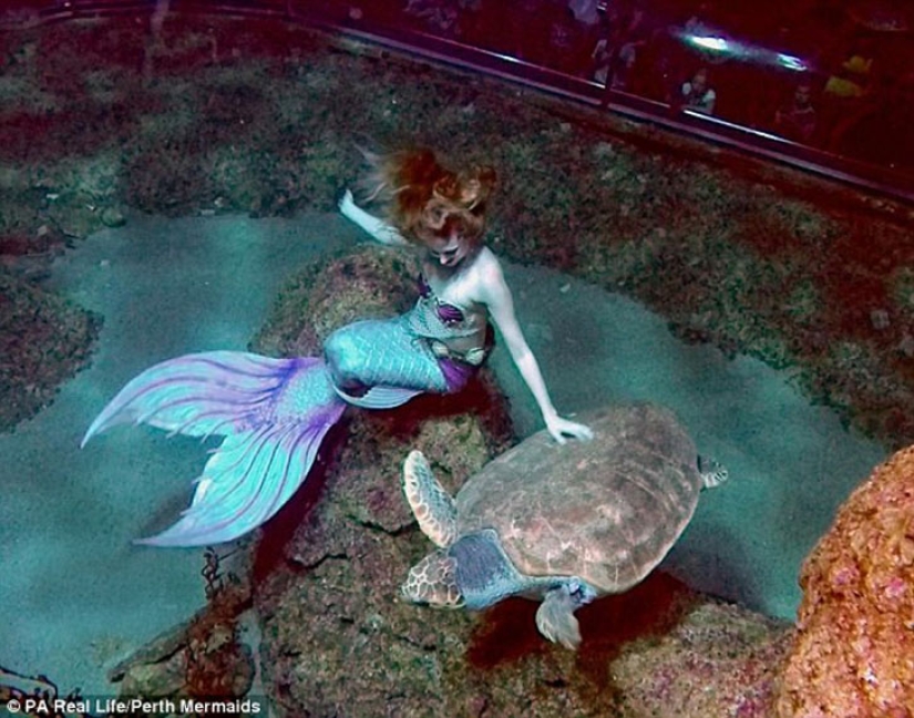 Two Little Mermaids: Disney-obsessed girlfriends have grown silicone tails and swim with sharks