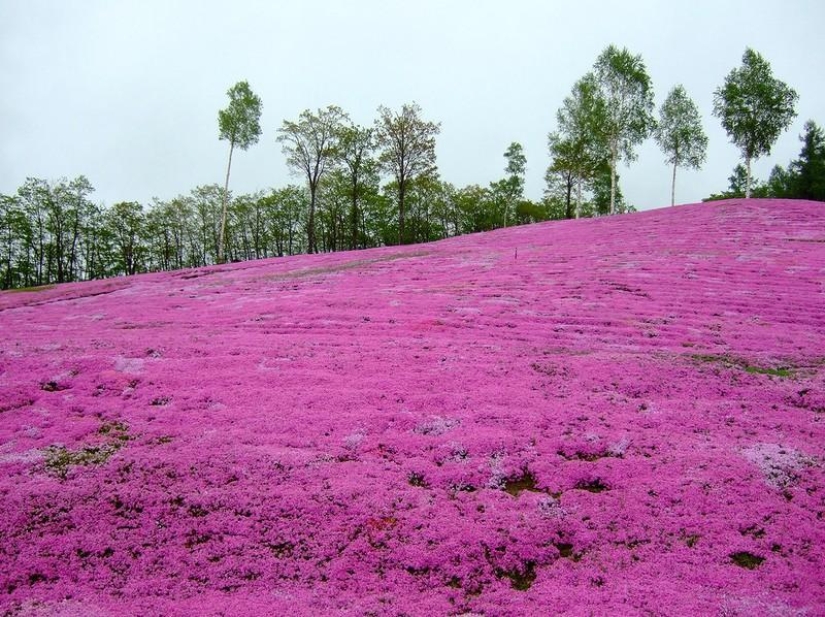 Un alboroto de colores de hierbas sakura