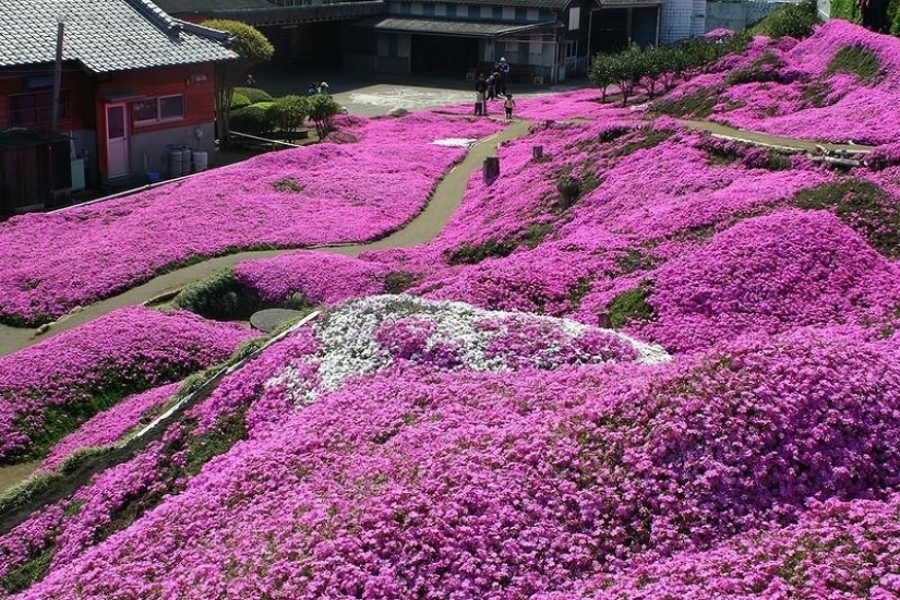 Un alboroto de colores de hierbas sakura