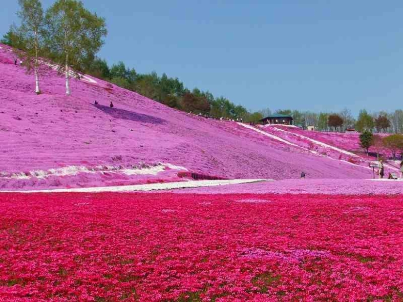 Un alboroto de colores de hierbas sakura