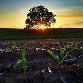 Un año en la vida de un árbol.