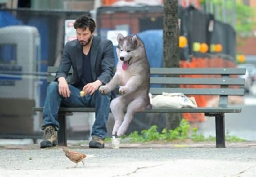 Un cachorro de husky se quedó atascado en una palmera e Internet decidió ayudar con los fotojabs Un cachorro de husky se quedó atascado en una palmera e Internet decidió ayudar con los fotojabs