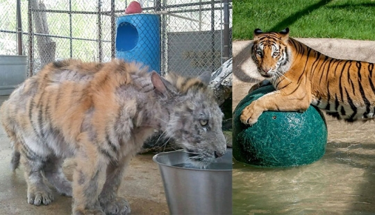 Un cachorro de tigre de circo enfermo, que pesaba cuatro veces menos que el peso prescrito, se recuperó milagrosamente Un cachorro de tigre de circo enfermo, que pesaba cuatro veces menos que el peso prescrito, se recuperó milagrosamente
