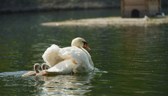 un canto de cisne un canto de cisne
