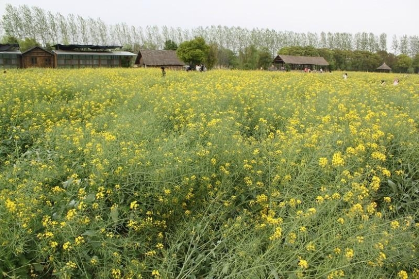 Un día en la "Venecia China" Un día en la "Venecia China"