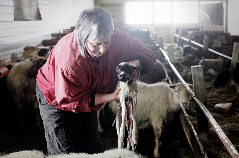 Un día en la vida de una granja de ovejas en las afueras de Islandia